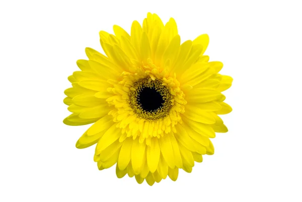 Yellow flower isolated on white background — Stock Photo, Image