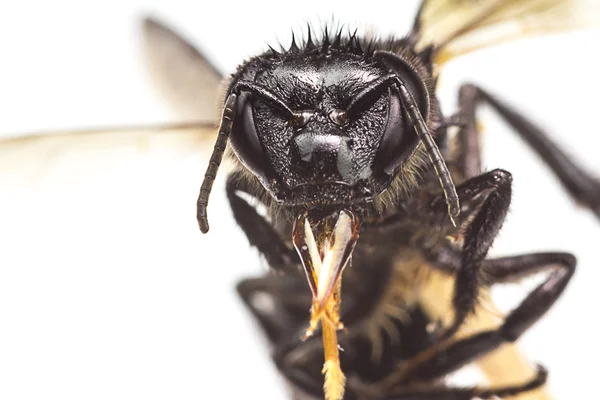 Abeille à miel se concentrer sur sa tête, isolé sur blanc — Photo