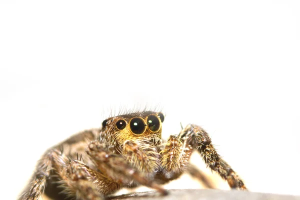 Ugrás pók zár-megjelöl szemcsésedik — Stock Fotó