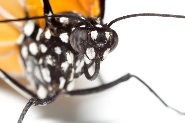 Macro Monarch butterfly — Stock Photo, Image