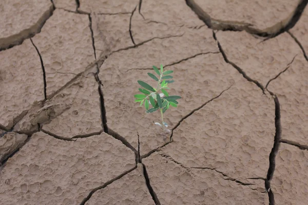 Plant in gedroogde gebarsten modder — Stockfoto
