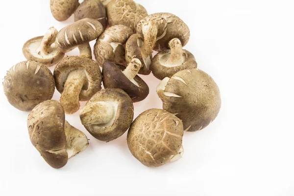 Cogumelo shiitake fresco no fundo — Fotografia de Stock