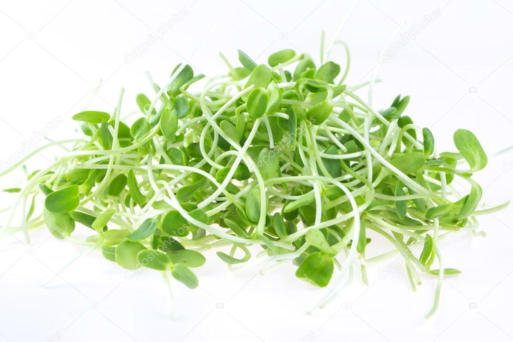 green young sunflower sprouts isolated on white background 