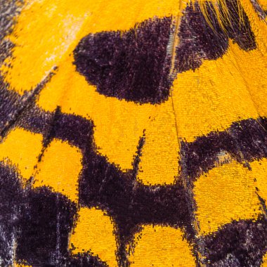 kanat doku kelebek, kelebek kanadı için ayrıntı yakın çekim