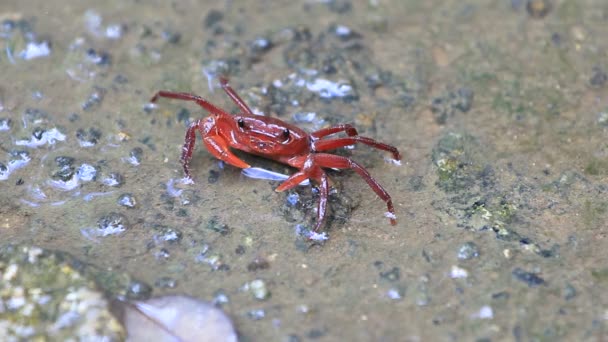 Rote Landkrabbe — Stockvideo