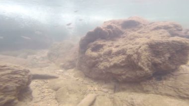 güzel balık suyun altında