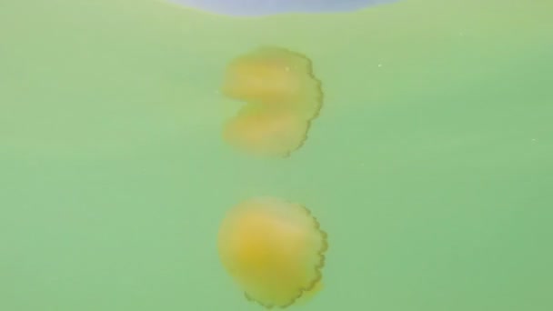 Медуза, подводное видео — стоковое видео