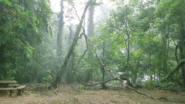 HD, chovendo na floresta tropical — Vídeo de Stock