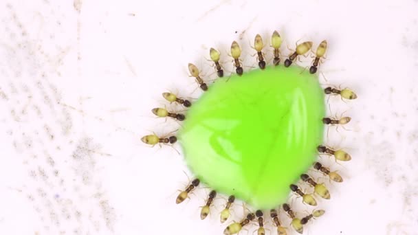 Ant eating green syrup — Stock Video