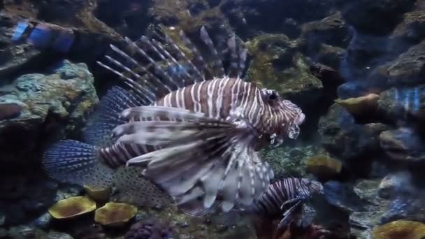 Schorpioen vis, een leeuw vissen in een aquarium — Stockvideo