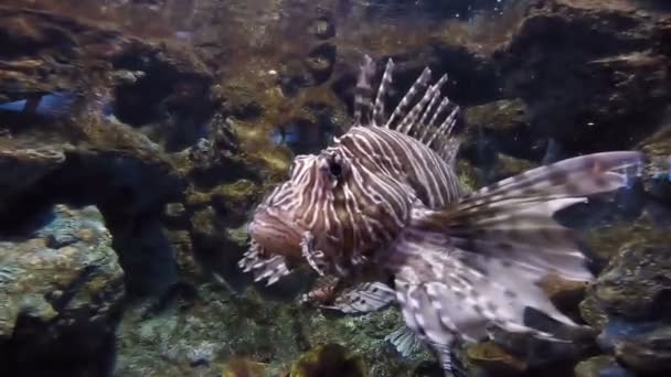 Peces Escorpión, Un pez león en un acuario — Vídeos de Stock