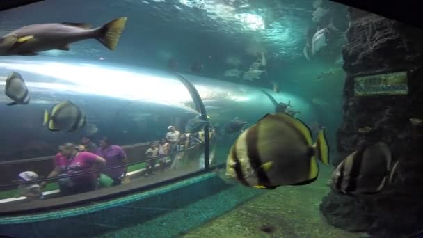 TThailand - 14 de abril: La gente que ve el acuario grande en phuket Ocean Park el 14 de abril de 2014 — Vídeo de stock