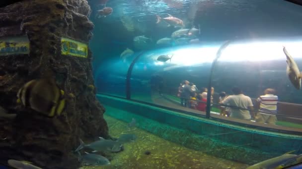 TThaïlande - 14 avril : Les gens regardent un grand aquarium à Phuket Ocean Park le 14 avril 2014 — Video