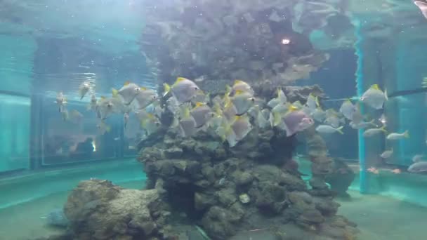 TThailand - 14 de abril: La gente que ve el acuario grande en phuket Ocean Park el 14 de abril de 2014 — Vídeo de stock