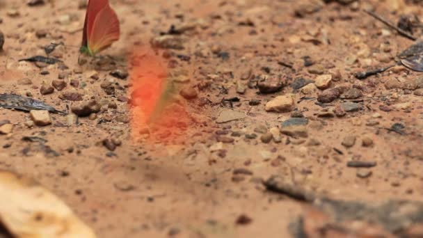 Grupo de mariposas comiendo la lame de sal en el bosque — Vídeo de stock