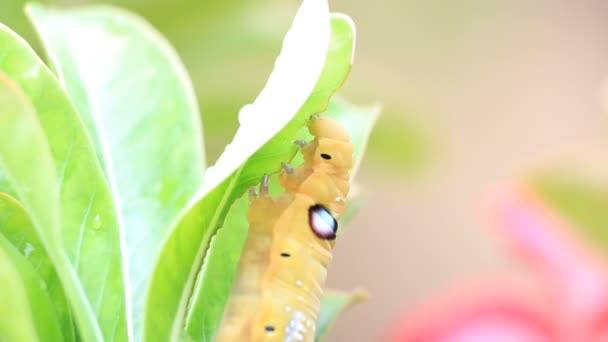 Caterpillars eating leaves — Stock Video