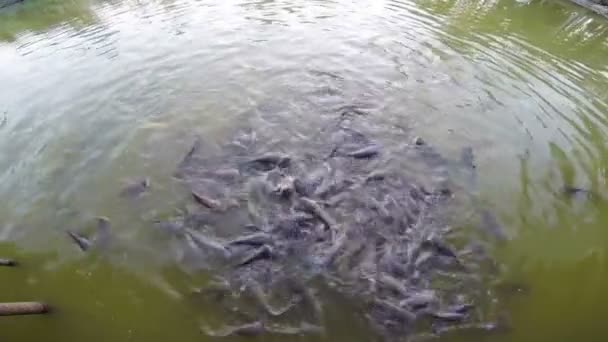 Alimentando peixes em uma lagoa — Vídeo de Stock