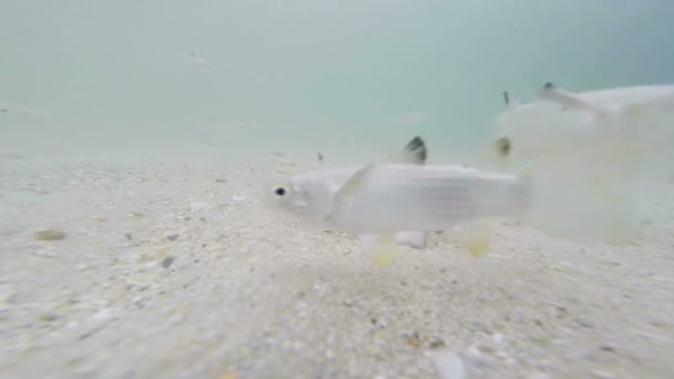 Hermoso pescado bajo el agua comer alimentos — Vídeo de stock