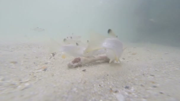 Hermoso pescado bajo el agua comer alimentos — Vídeos de Stock