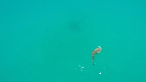 Farbenfroher Zackenbarsch, Angeln auf dem Boot unter Wasser — Stockvideo
