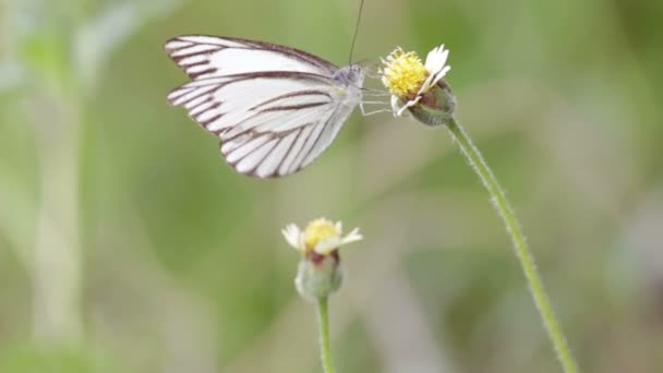 HD-beeldmateriaal, close-up van vlinder voeden met bloemen in de natuur — Stockvideo