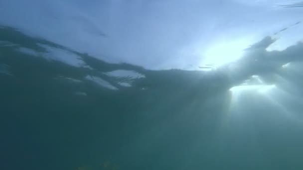 HD des images sous-marines de HD, de beaux poissons sous-marins avec rayon de soleil 