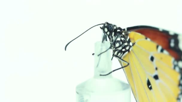 Hd Makro des Monarchfalters Fütterung Sirup auf weißem Hintergrund — Stockvideo