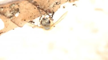 Karıncalar ölü böcek yemek