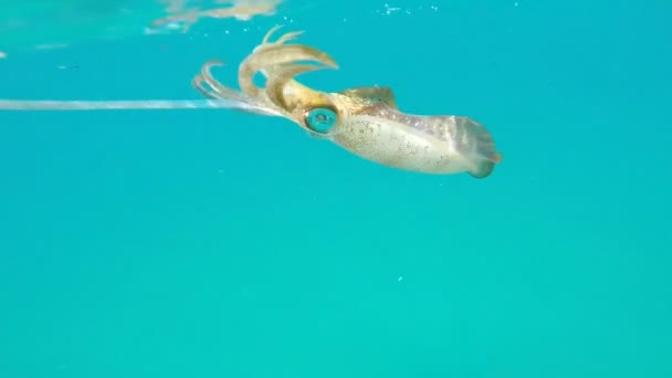 Jigging de calamares, bajo el agua — Vídeos de Stock