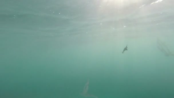 Imágenes submarinas de los calamares Jigging — Vídeo de stock