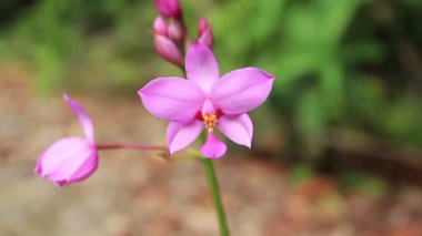 ormandaki mor vahşi orkide