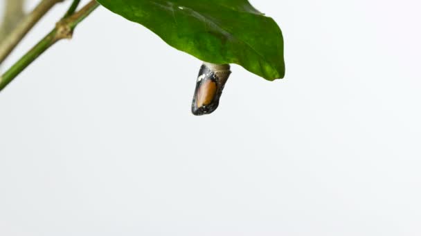 Time Lapse of Monarch mariposa emergiendo de la pupa sobre fondo blanco — Vídeo de stock