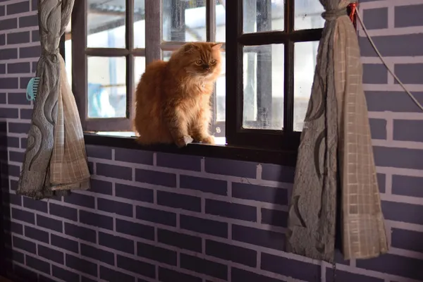 一只波斯猫坐在窗上 — 图库照片