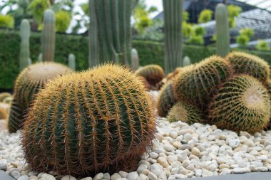 Kumdaki yeşil kaktüsü kapat.