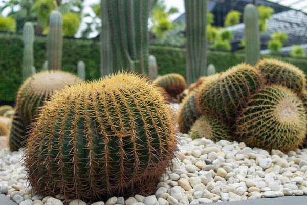 Kumdaki yeşil kaktüsü kapat.