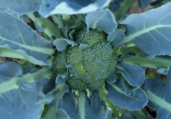 Pianta di broccoli close up sparare — Foto Stock