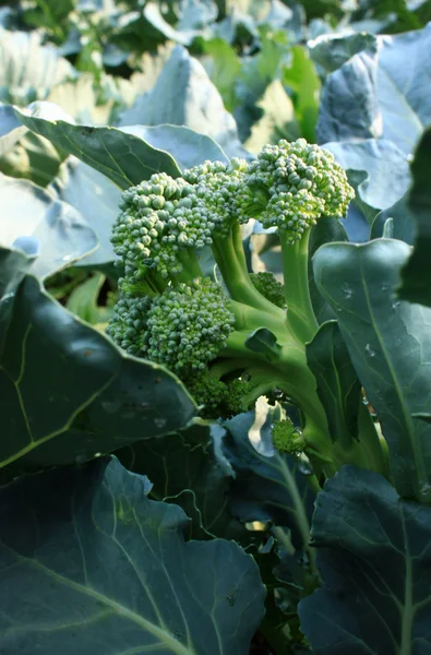 Brokkoli növény szoros lő-up — Stock Fotó