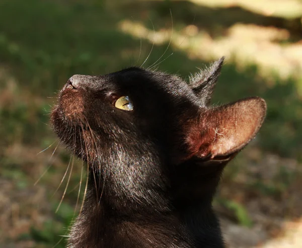 Retrato de gato preto — Fotografia de Stock