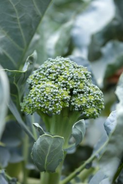 Brokoli bitki yakın çekim yukarı