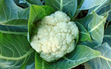 Cauliflower in the vegetable garden clipart