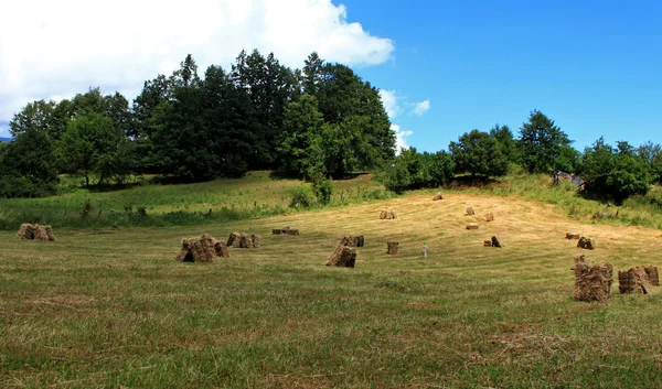 Bales of hay in the foreground in rural field — Stock Photo, Image