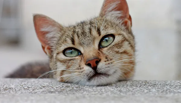 Gato bonito close up atirar — Fotografia de Stock