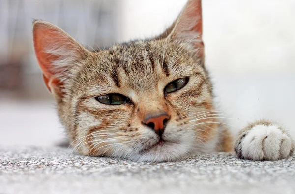 Cute cat close up shoot