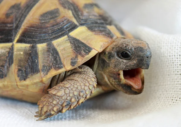 Sleepy cute little turtle yawning — Stock Photo, Image