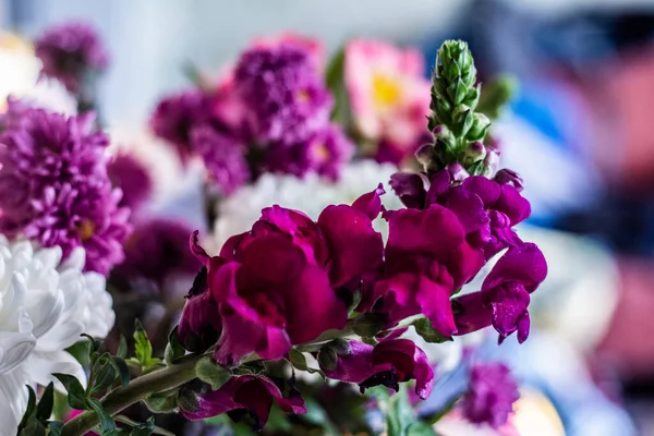 Antirrhinum Magus Dragon Flower Flowers Bouquet — Stock Photo, Image