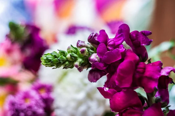 Antirrhinum Magus Dragon Flower Flowers Bouquet — Stock Photo, Image