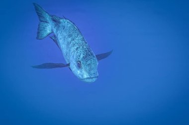 Res Denizi Balığı. Siyah beyaz levrek.