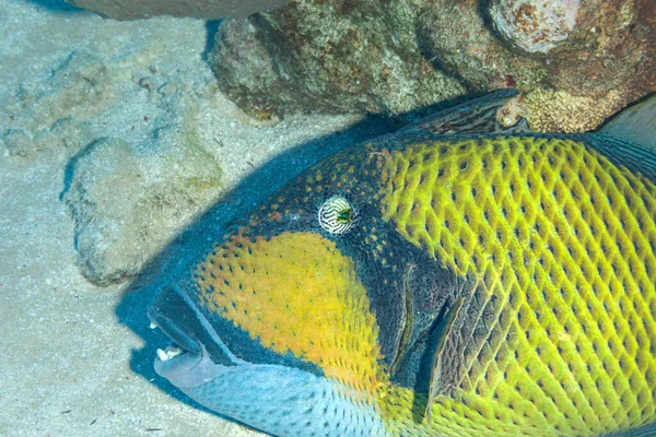 Ryby Rudého Moře Titan Triggerfish — Stock fotografie