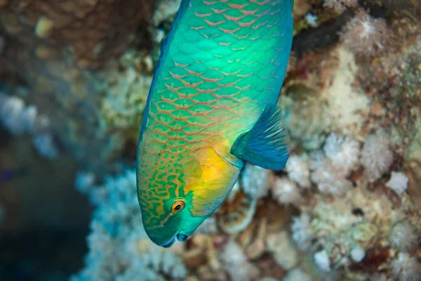 Peixe Mar Vermelho Margarida Parrotfish — Fotografia de Stock