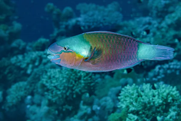 紅海の魚 デイジー Parrotfish — ストック写真